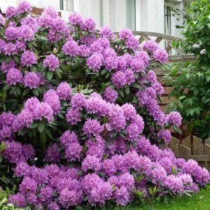 Alppiruusu Catawbiense Grandiflorum 30-40 Cm