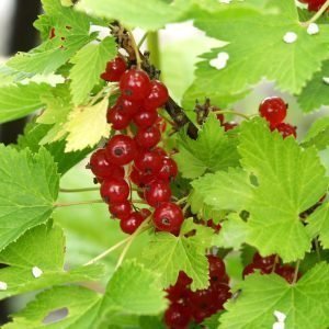 Ribes Nigrum Jonkheer Van Tets Punaherukka