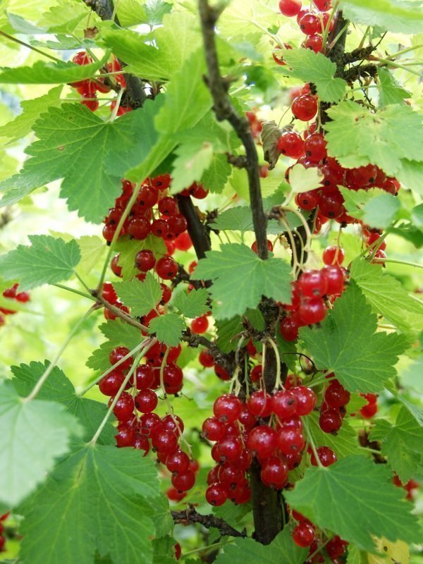 Ribes Nigrum Punainen Hollantilainen Punaherukka