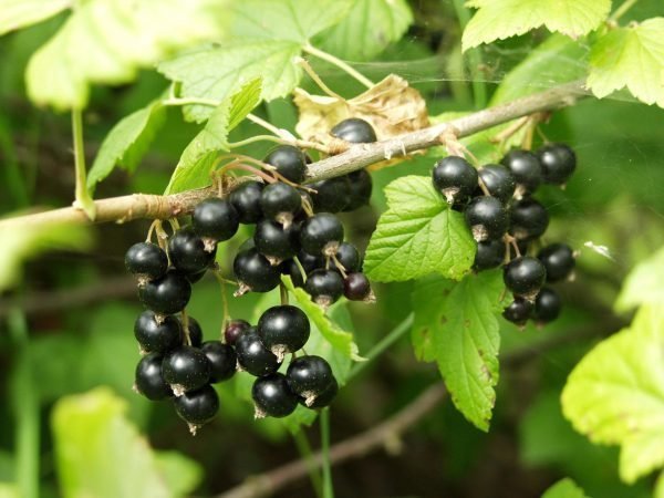 Ribes Nigrum Öjebyn Mustaherukka-Astia
