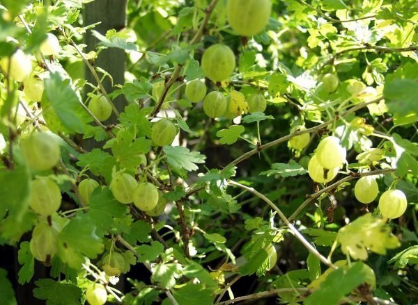 Ribes Uva-Crispa Hinnonmäen Keltainen Karviainen