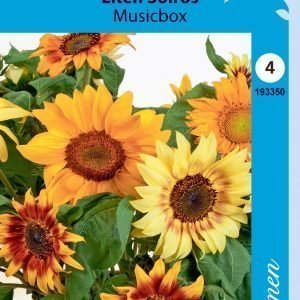Siemen Helianthus Annuus Music Box Kääpiöauringonkukka