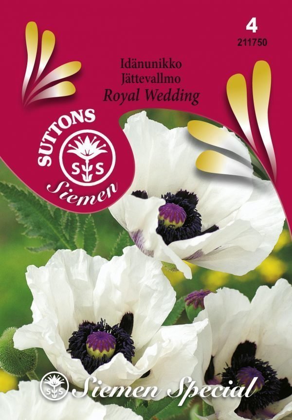 Siemen Idänunikko Royal Wedding Hr4