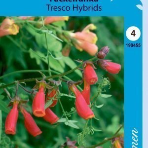 Siemen Koruköynnös Tresco Hybrids