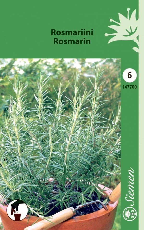 Siemen Rosmariini (rosmarinus)