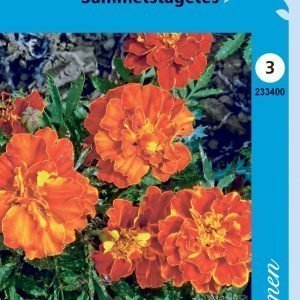 Siemen Tagetes Patula Nana Ryhmäsamettikukka