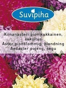 Suvipiha Callistephus Pionikukk.Asteri