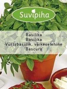 Suvipiha Kreikkalainen Ruukkubasilika