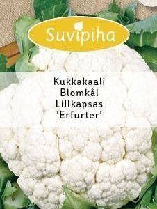Suvipiha Kukkakaali Erfurter