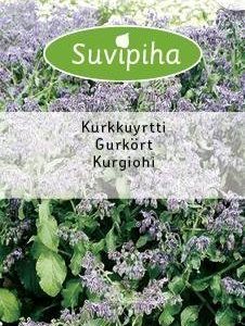Suvipiha Kurkkuyrtti (purasruoho)
