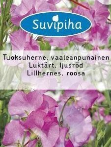 Suvipiha Lathyrus