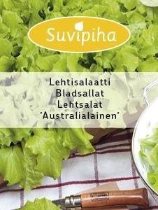 Suvipiha Lehtisalaatti Australialainen
