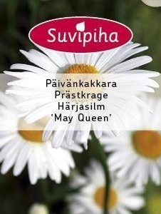 Suvipiha Leucanthemum