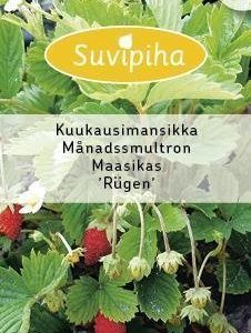 Suvipiha Mansikka