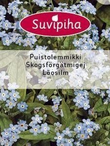 Suvipiha Myosotis Sylvatica