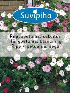 Suvipiha Petunia