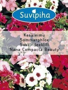 Suvipiha Phlox Drummondii
