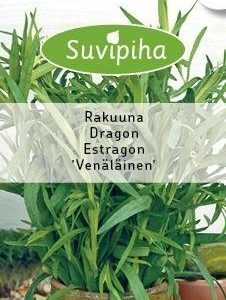 Suvipiha Rakuuna Venäläinen