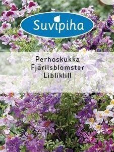 Suvipiha Schizanthus