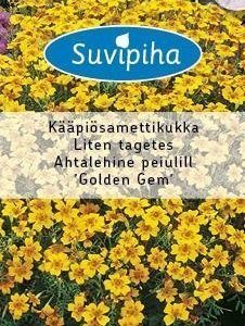 Suvipiha Tagetes