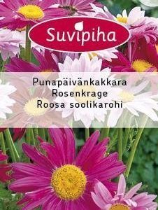 Suvipiha Tanacetum