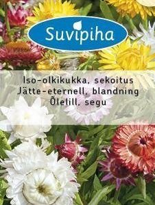 Suvipiha Xerochrysum