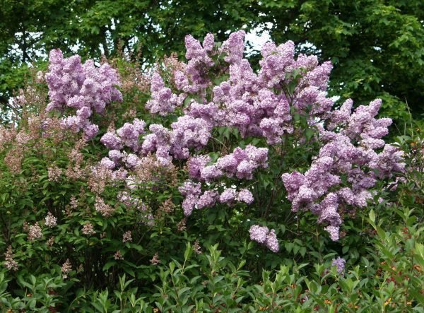 Syringa Vulgaris Pihasyreeni