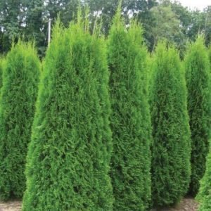 Thuja Occidentalis 'Smaragd' 80-100 Cm Timanttituija