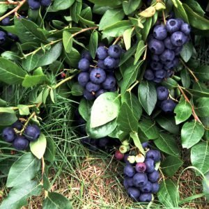 Vaccinium Angustifolium Alvari Pensasmustikka
