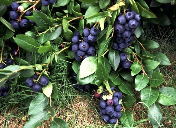 Vaccinium Angustifolium Alvari Pensasmustikka