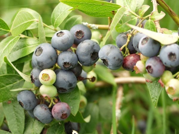 Vaccinium Angustifolium North Blue Pensasmustikka