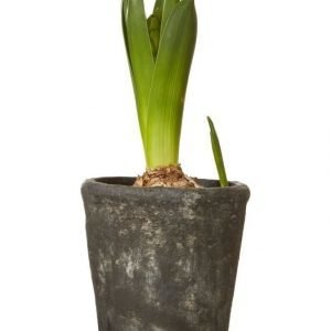 Wikholm Form Lovis Suojaruukku Ø 8 cm